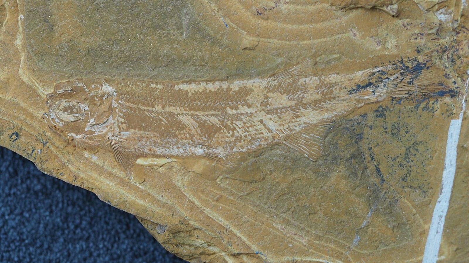Talbragar Fossil Site Jurassic Fish Gulgong Nsw