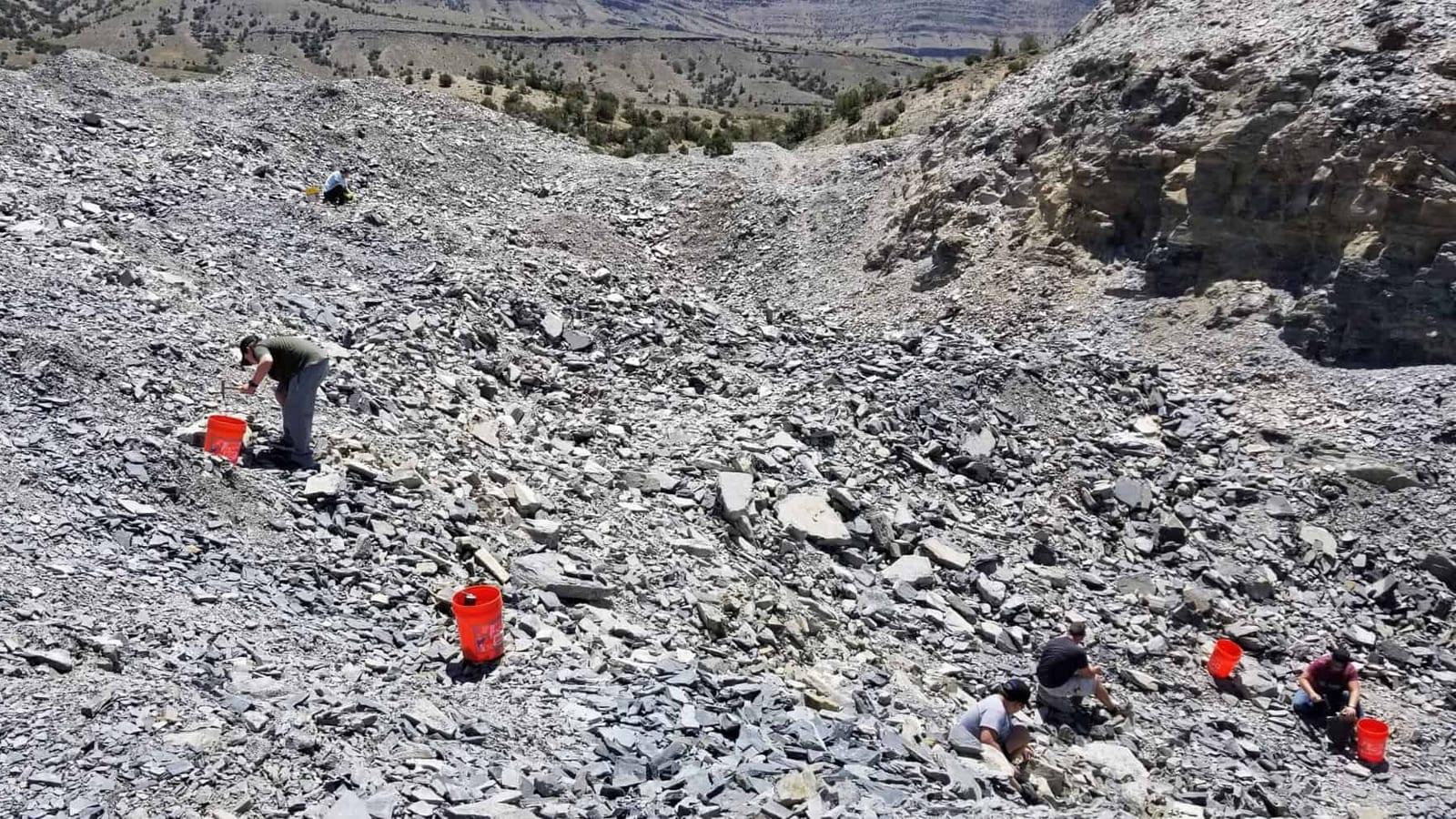 U-Dig Fossils Fossil Hunting Guide