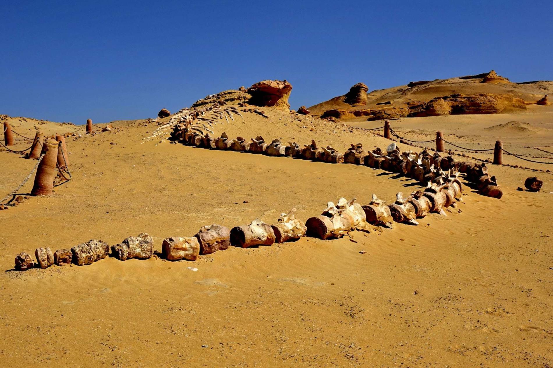 Wadi Al-Hitan Fossil Guide