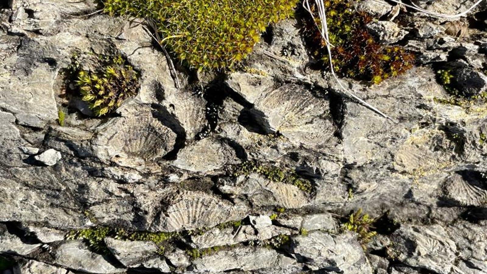 Woolshed Creek Fossil Site
