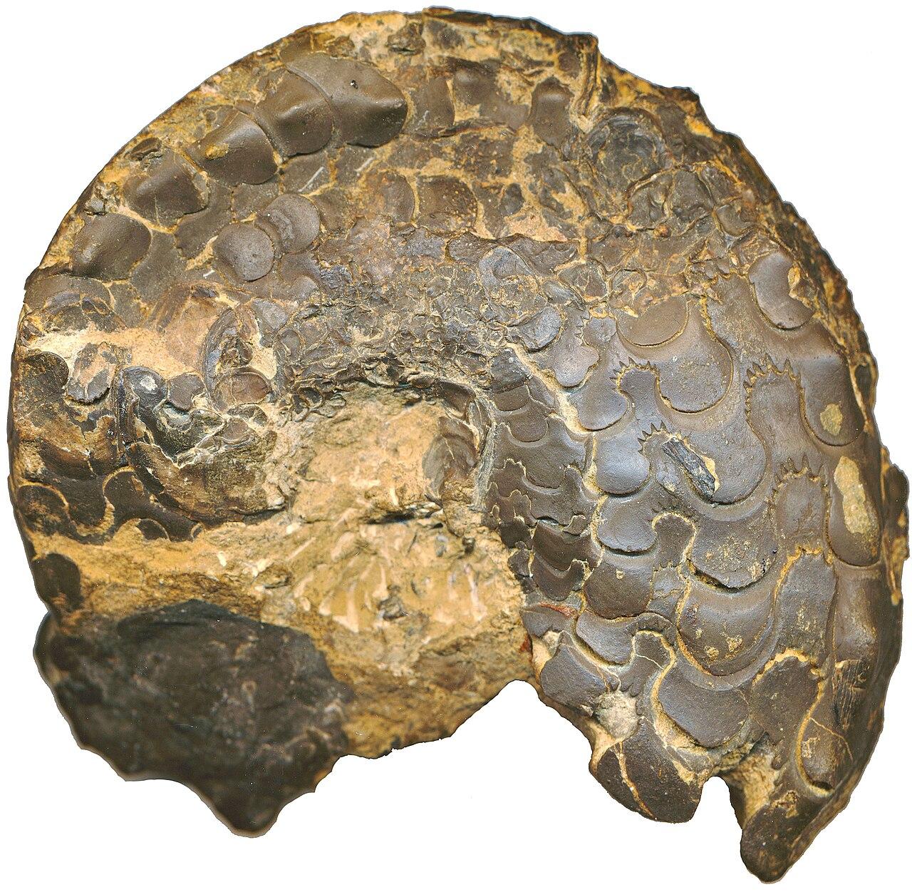 A golden Ceratites ammonite, its ribbed coil laid on a plain background
