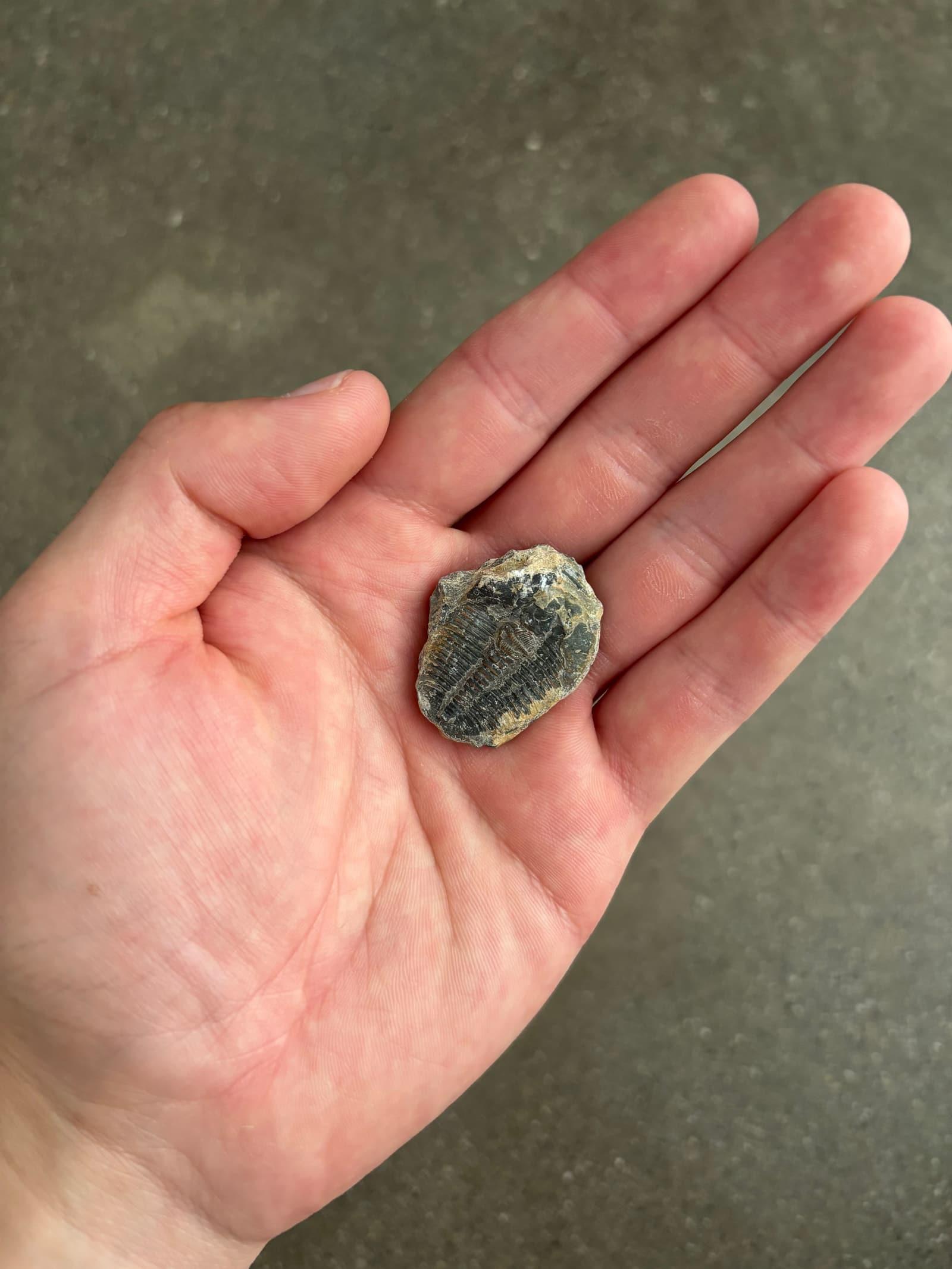 A trilobite I split out of the Wheeler Shale at U-Dig Fossils near Delta, Utah, held in my hand.