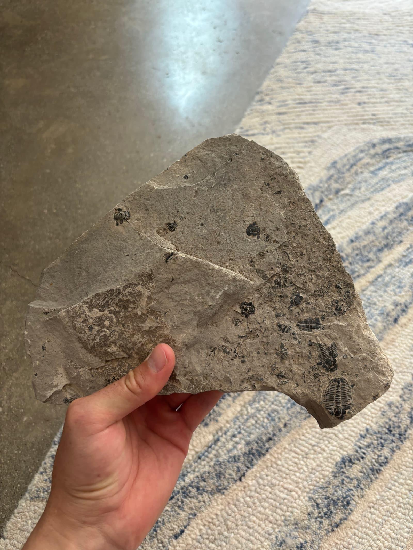 A trilobite in grey Wheeler Shale matrix, collected at U-Dig Fossils near Delta, Utah.