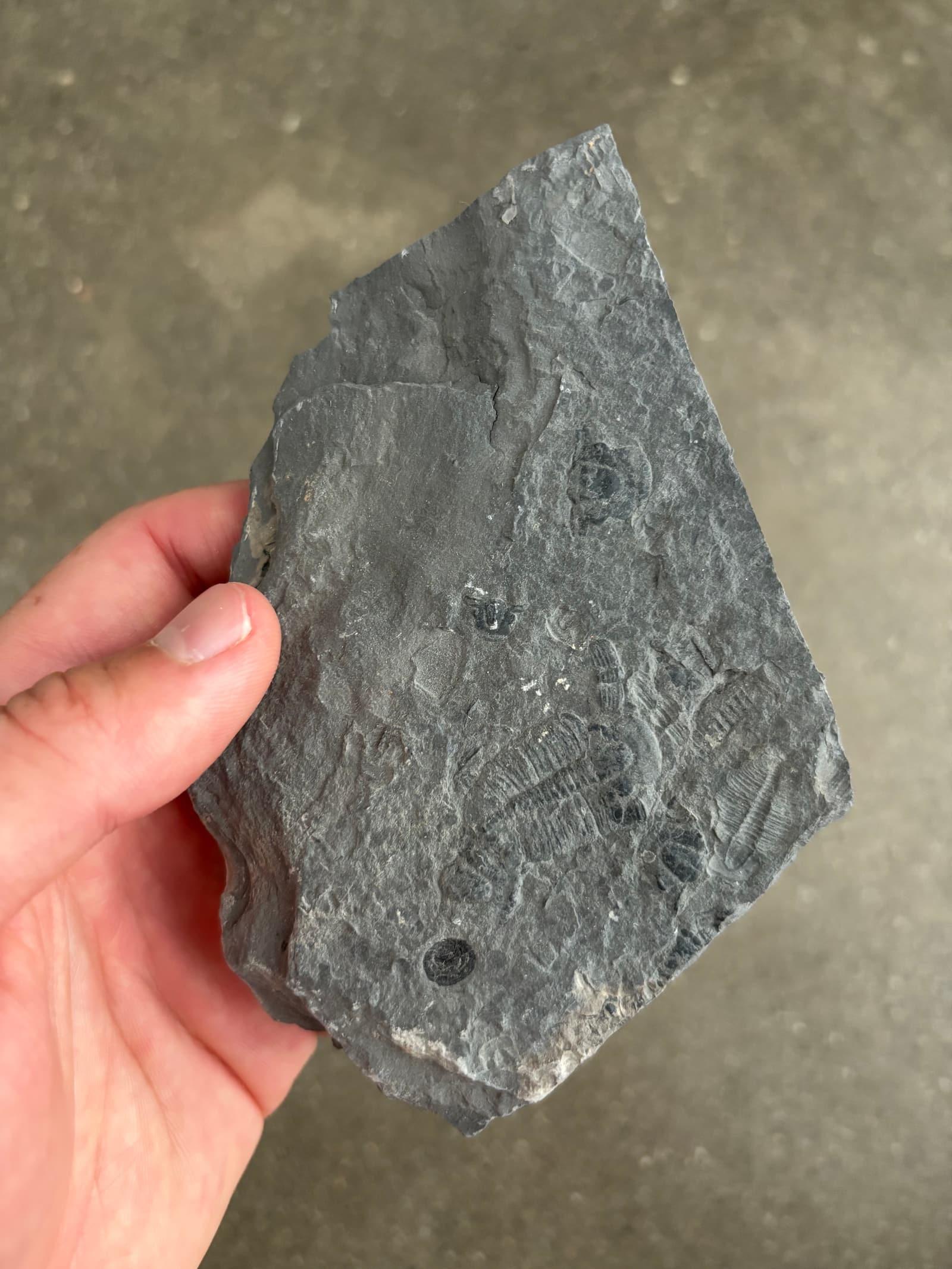 A trilobite fossil from the Wheeler Shale at U-Dig Fossils near Delta, Utah.