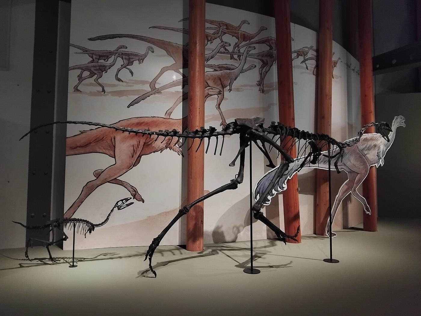 A resin reconstruction of the Angeac-Charente ornithomimosaur, mounted for display at the MNHN in Paris
