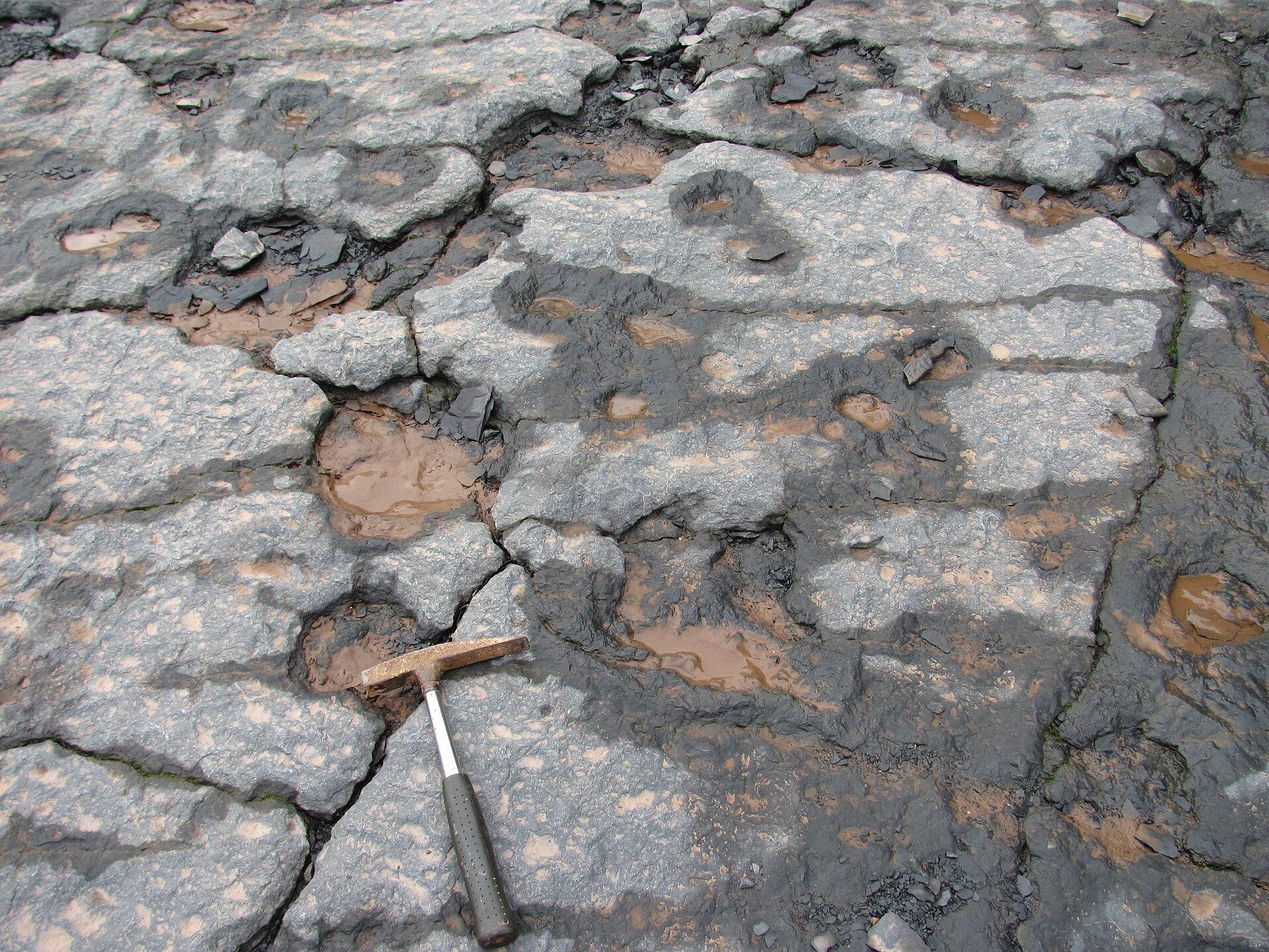Fossil tree bases exposed in the rock of the shore platform at Blue Beach