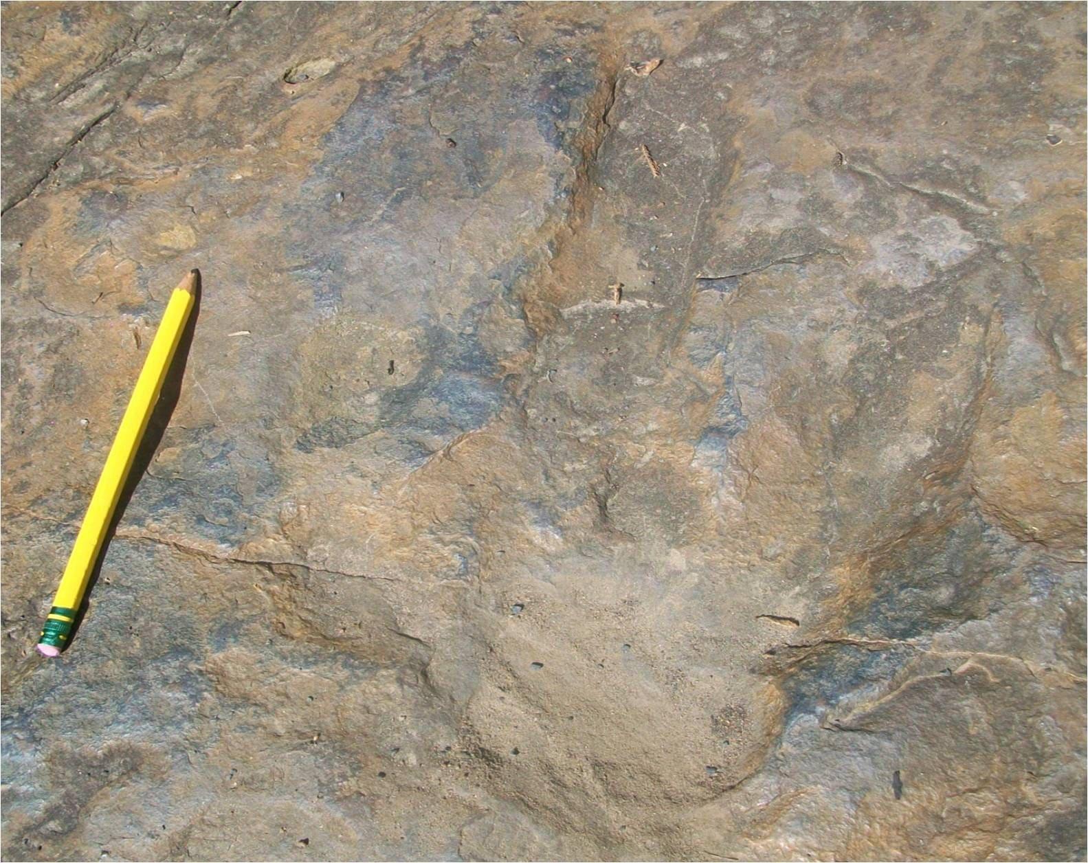 A three-toed Eubrontes dinosaur footprint preserved in Connecticut River Valley sandstone.