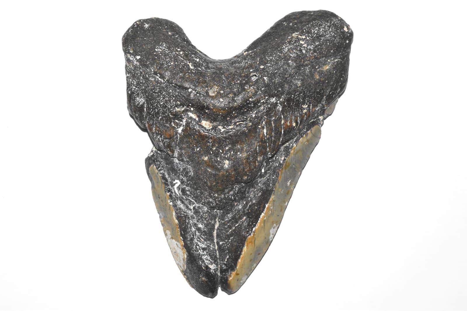 A fossil megalodon shark tooth, the kind divers recover from the Cooper River, South Carolina.