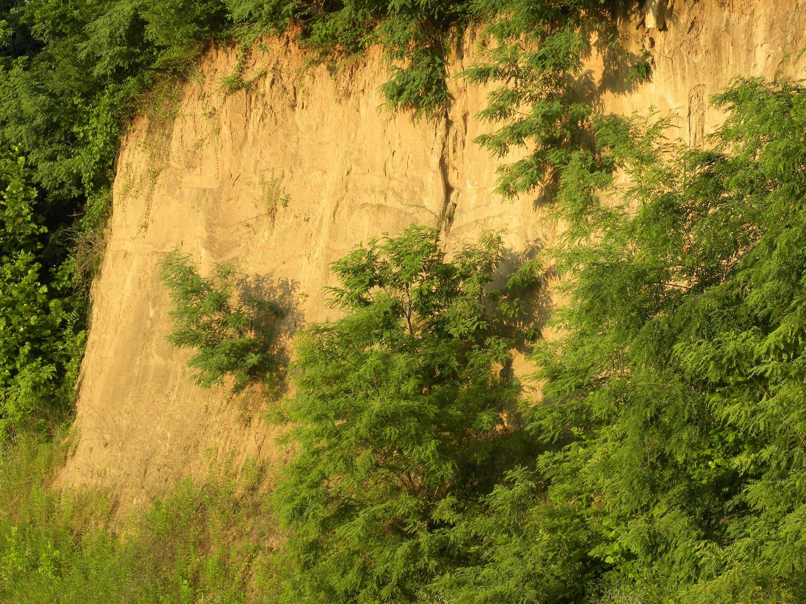 A loess bluff of wind-blown Quaternary silt, the deposit that caps Crowley's Ridge (this exposure at Vicksburg, Mississippi).