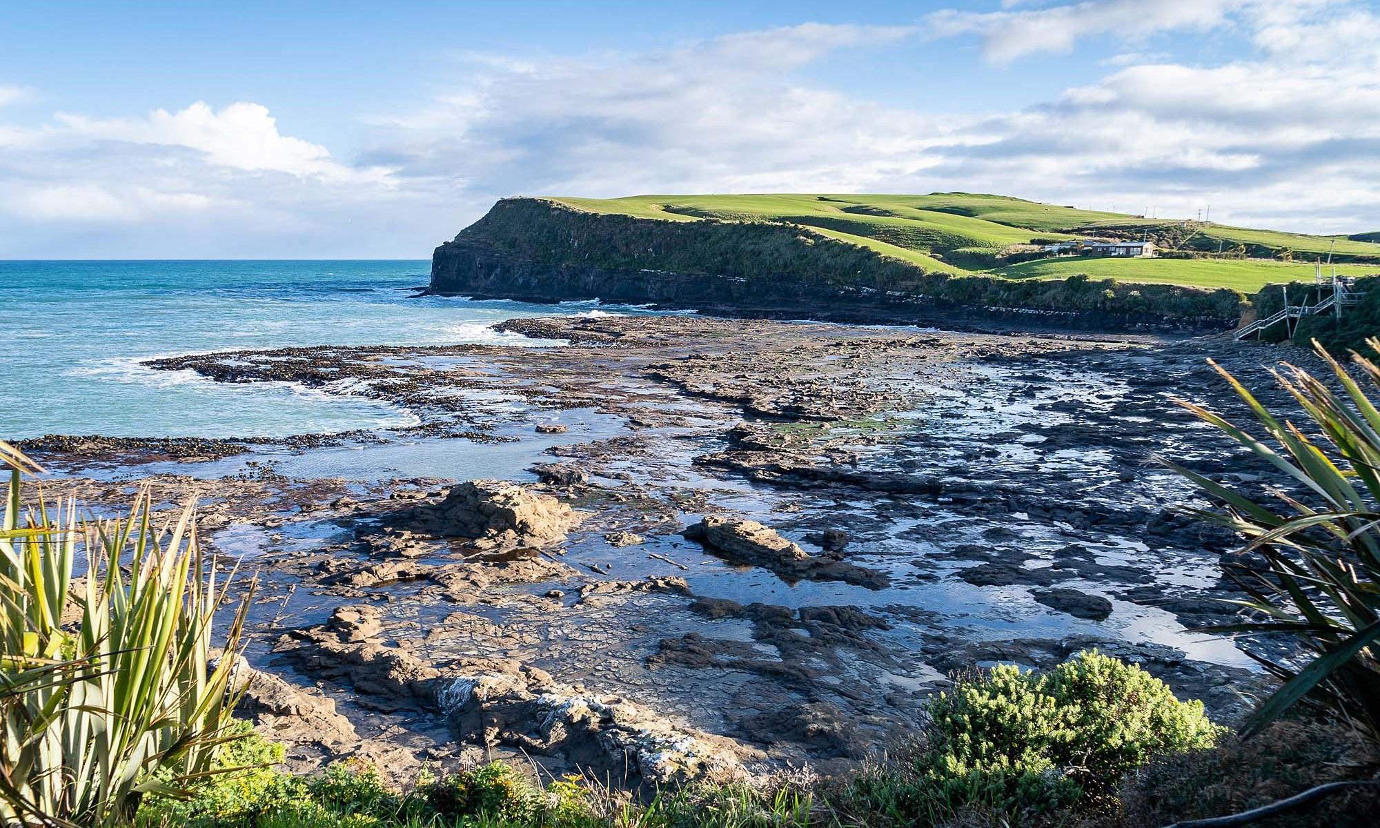 Curio Bay Petrified Forest Fossil Guide