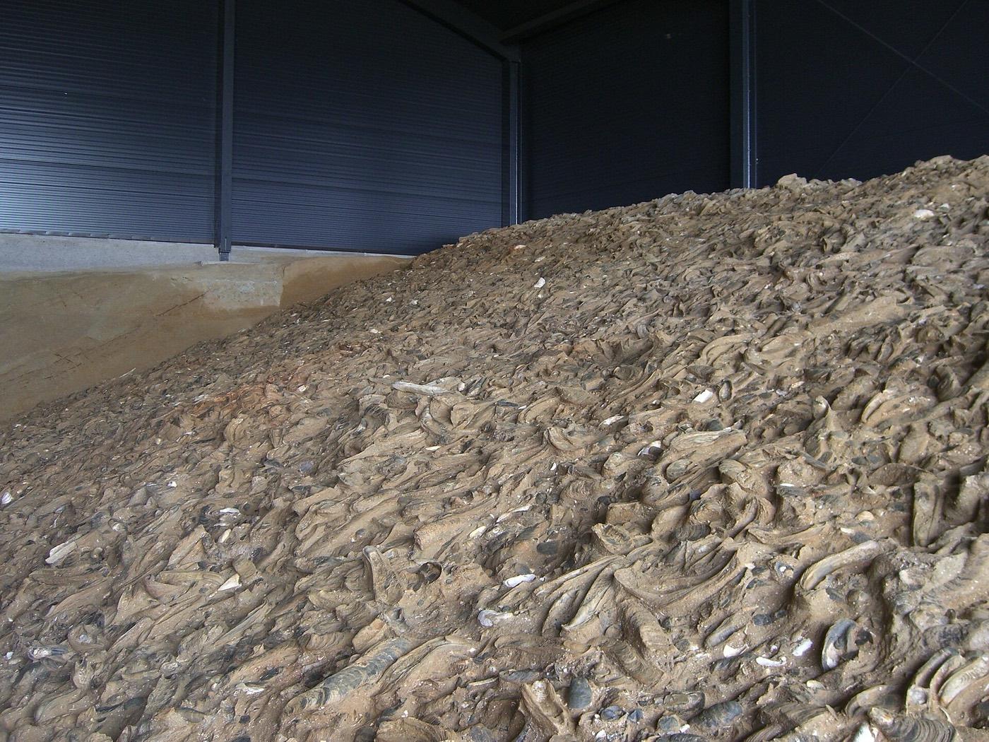 Excavated fossil oyster bed under cover at Stetten, thousands of shells in the sediment