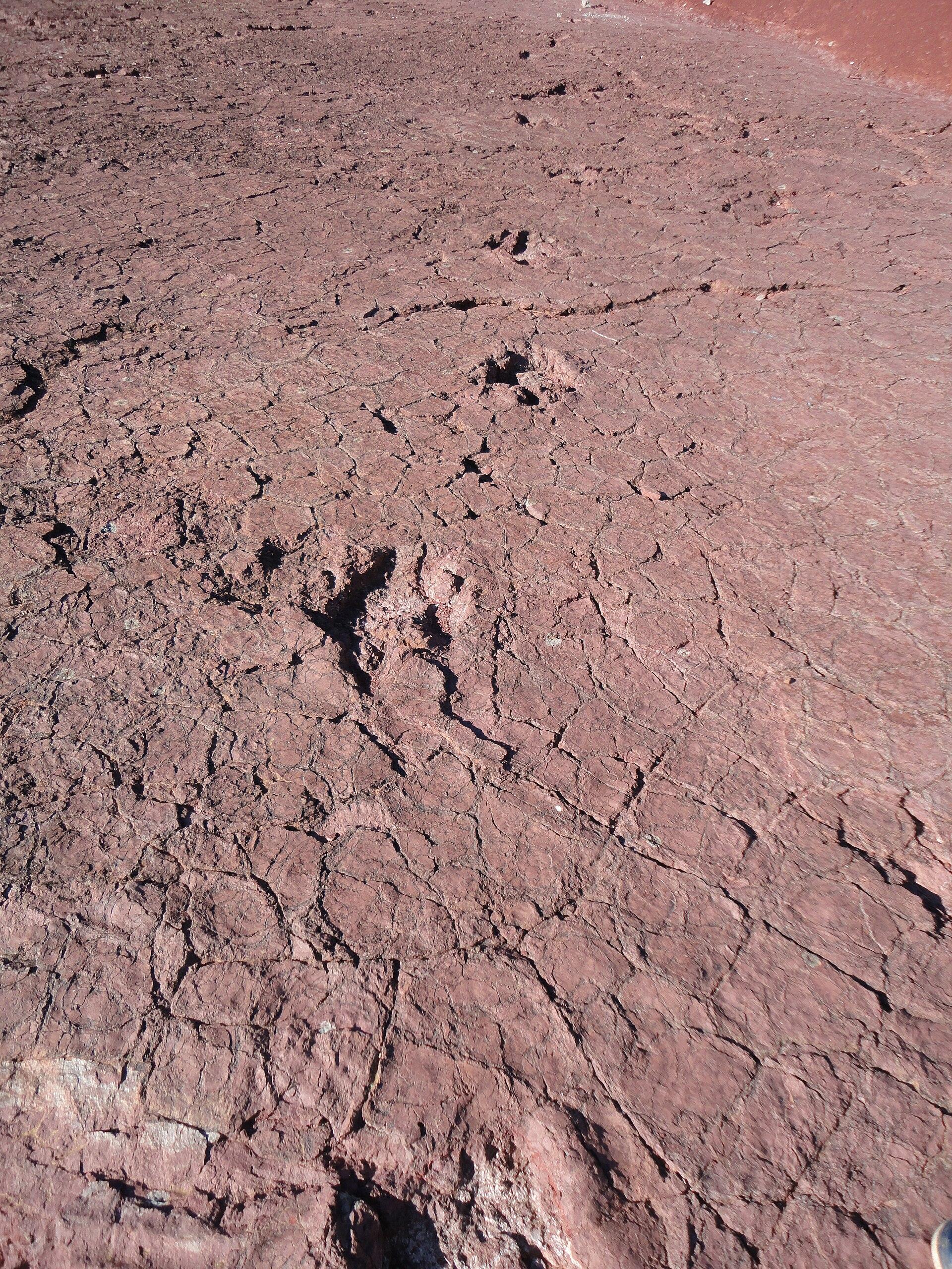 Rounded sauropod footprints preserved in the rock surface at the Iouaridène tracksite