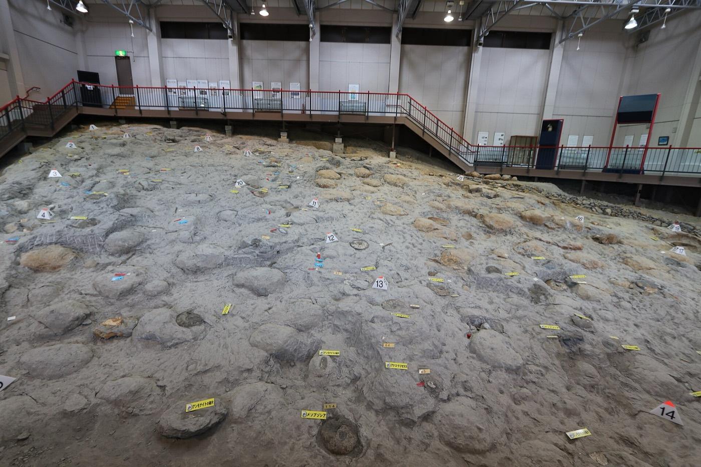 The preserved ammonite-bearing outcrop inside the Iwaki City Ammonite Center