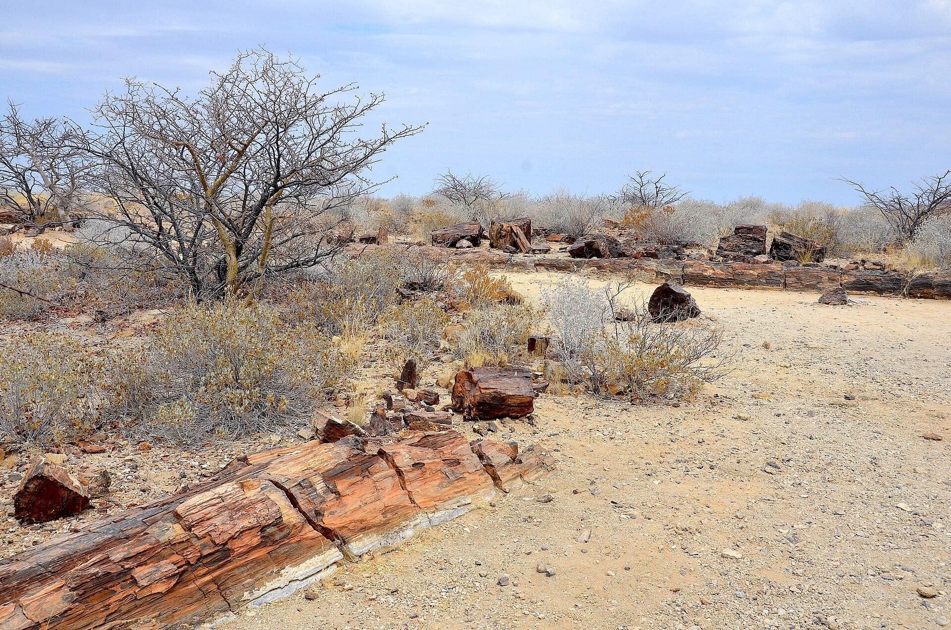 A large silicified tree trunk lying on the stony ground of the Petrified Forest near Khorixas