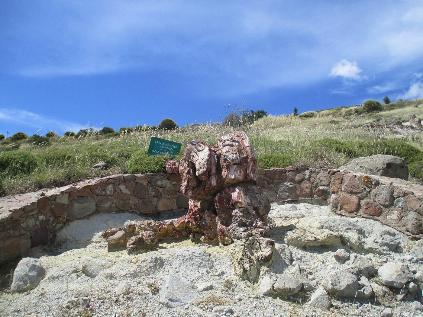 Silicified tree trunk standing on an open hillside in the Lesvos petrified forest
