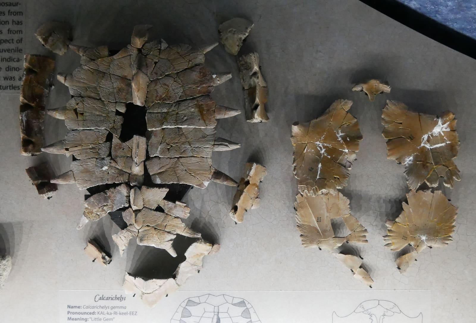 Fossil shell and bones of the sea turtle Calcarichelys from the Cretaceous Mooreville Chalk of Alabama.