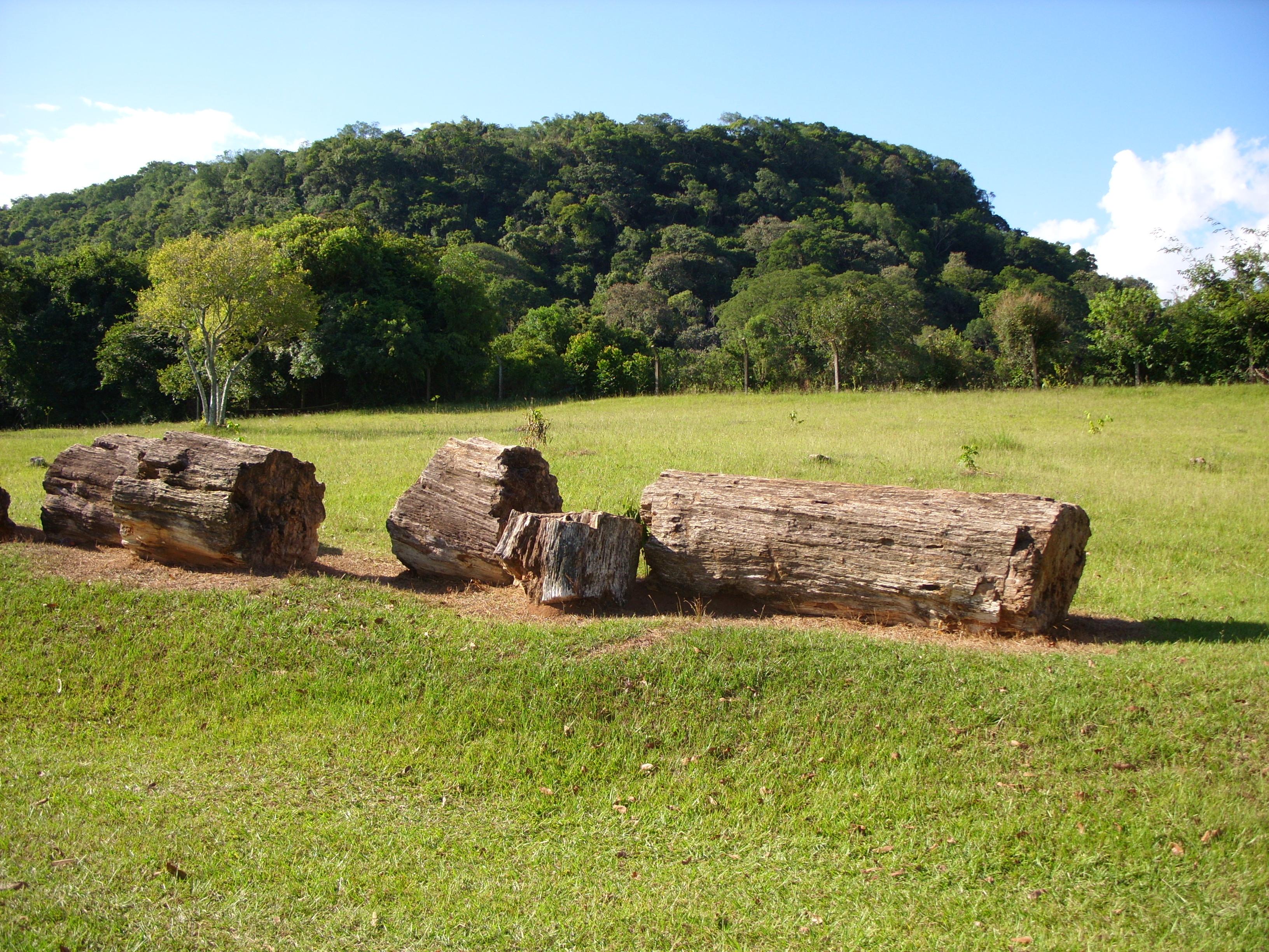 Large petrified wood logs lying on a grassy clearing in front of forested hills at Paleorrota Geopark, Brazil.
