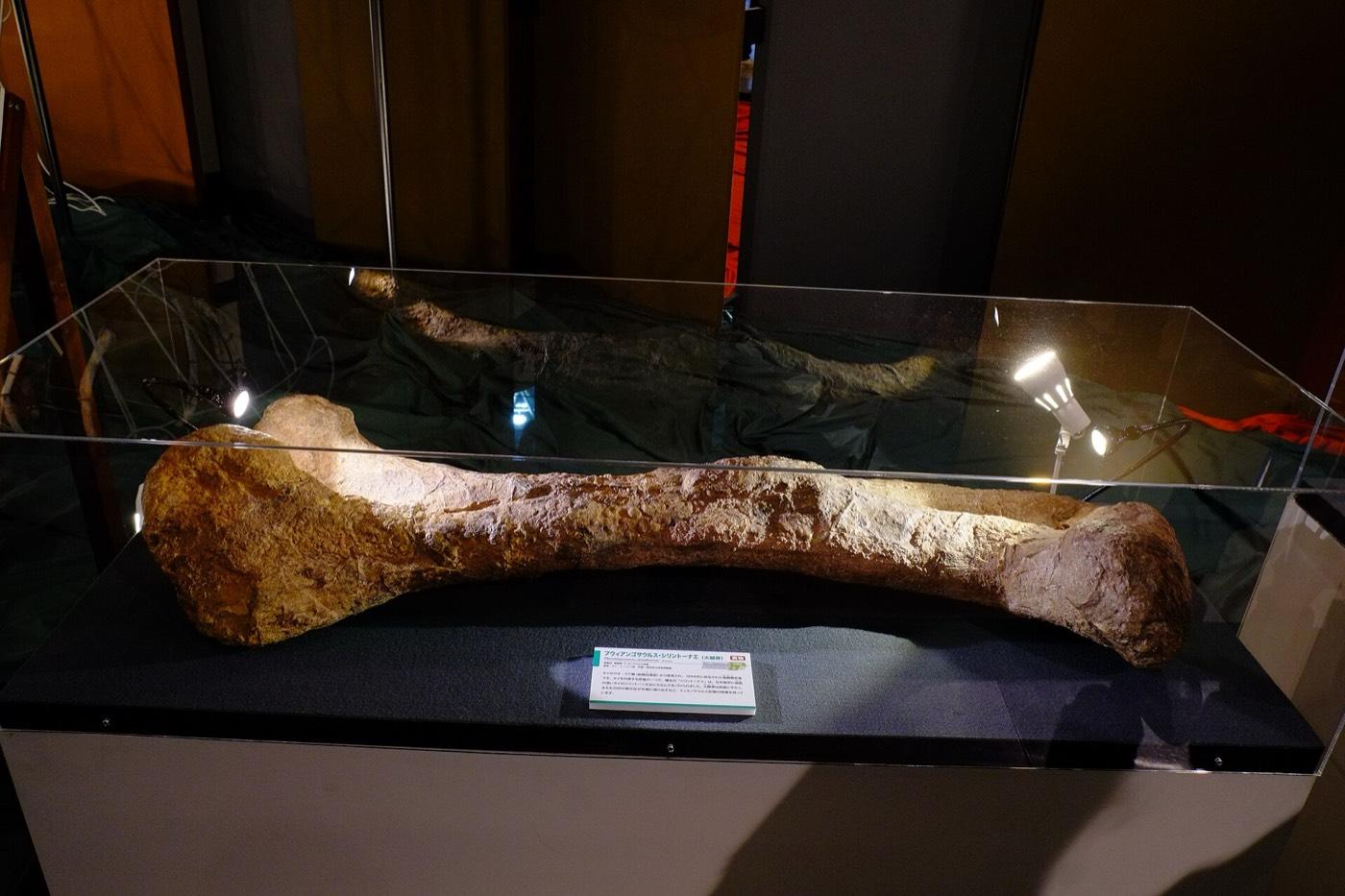 A Phuwiangosaurus thigh bone in a display case, photographed on loan to an exhibition rather than at the museum