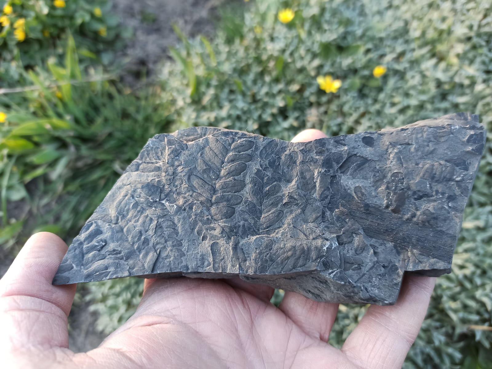 A Neuropteris seed-fern, representative of the Carboniferous plant fossils at the Pratts Ferry site, Alabama.