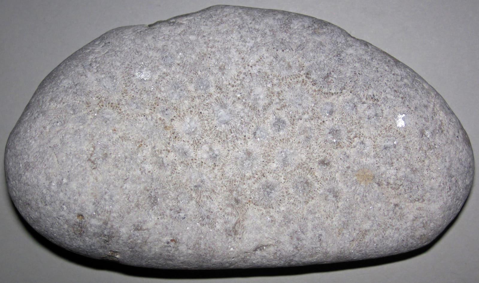 A Hexagonaria coral (Petoskey stone), the Devonian colonial coral of the Alpena area, Michigan.