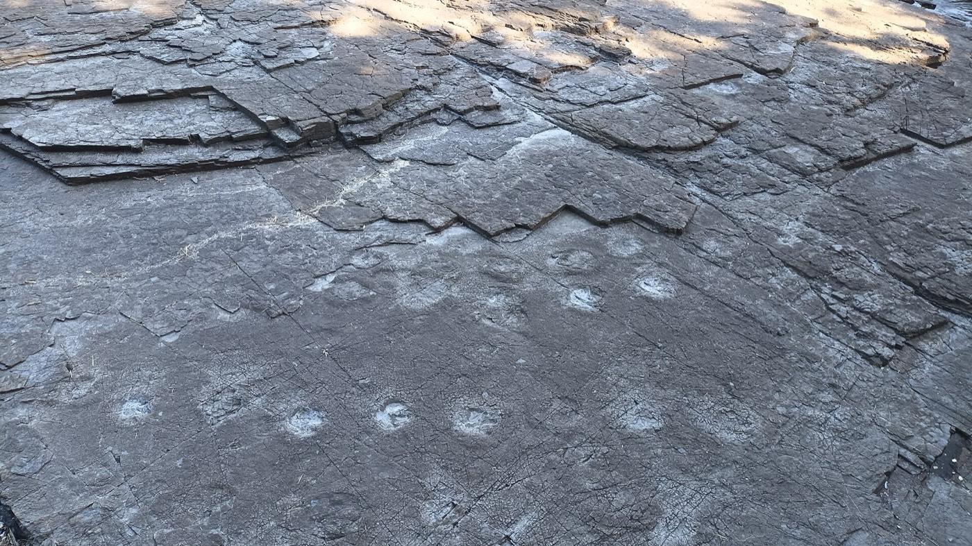Bedded Jindong Formation rock at the Goseong footprint site, with rounded track depressions