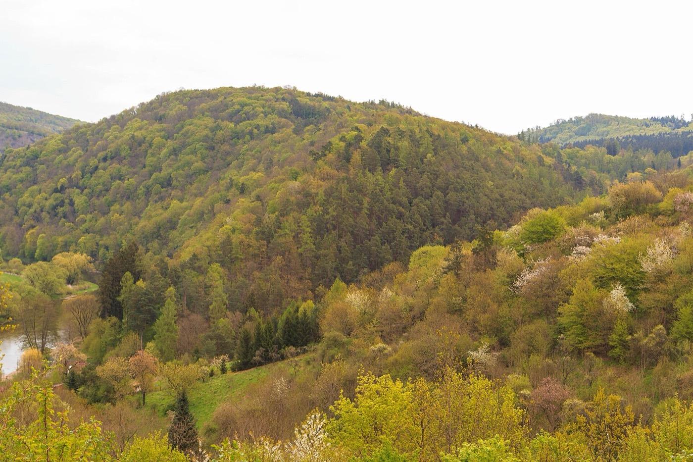 Wooded hillside of the Skryjsko-tyrovicke kambrium nature monument above the Berounka valley