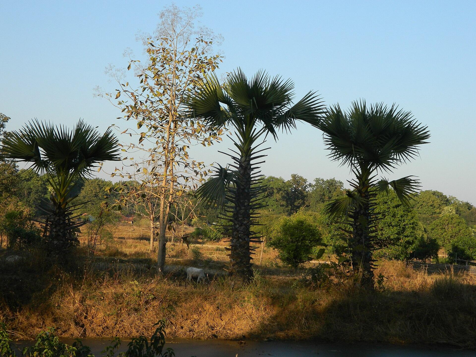 Palms at Lekha-Mendha village in Gadchiroli district, Maharashtra