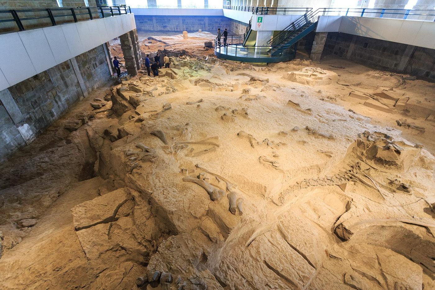 Excavated dinosaur bone lying in the rock on the exposed floor of the Zigong museum