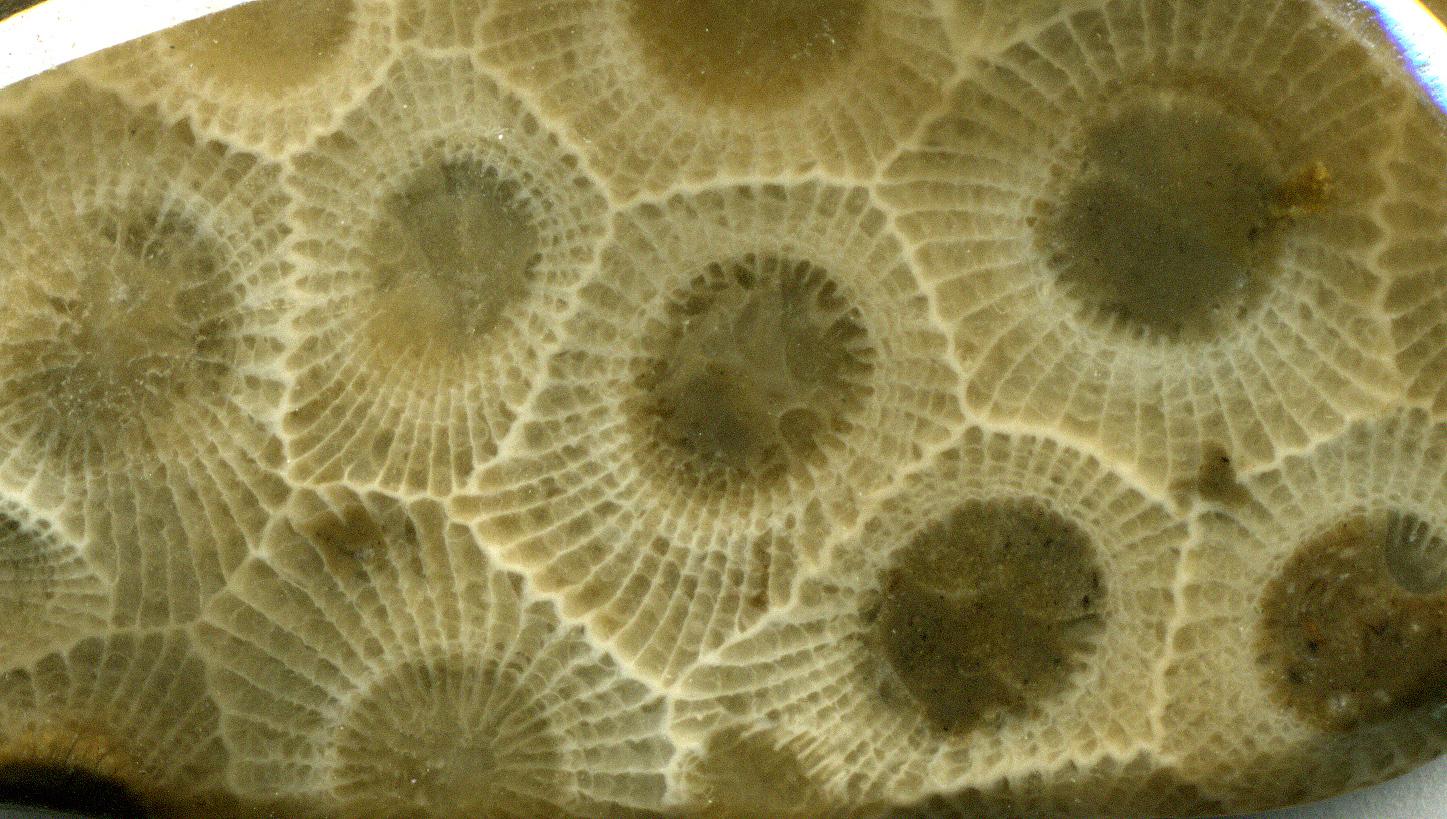Polished Petoskey stone showing the hexagonal cells of the Devonian fossil coral Hexagonaria percarinata from Michigan.