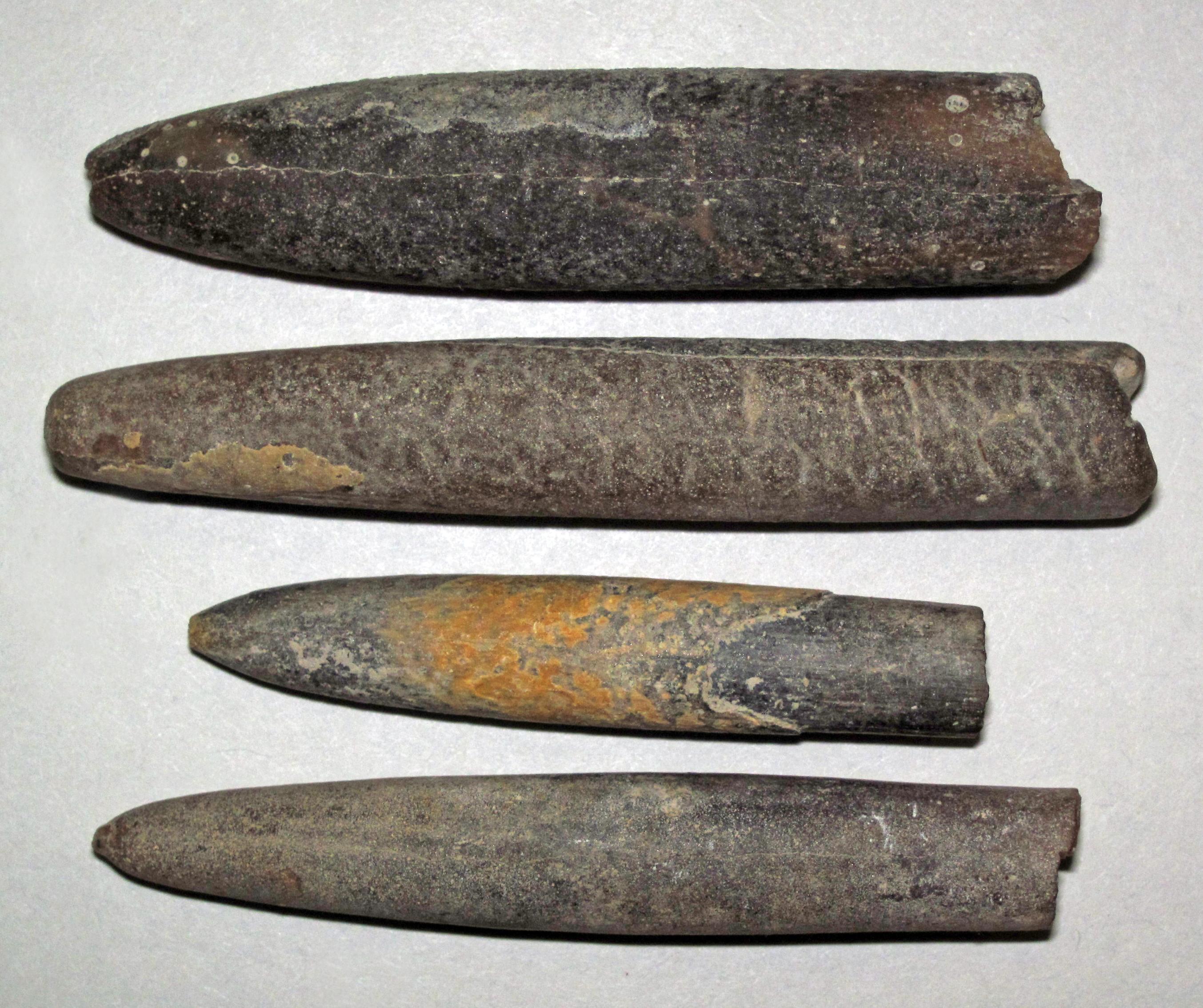 Bullet-shaped guards of the Cretaceous belemnite Belemnitella americana from New Jersey.
