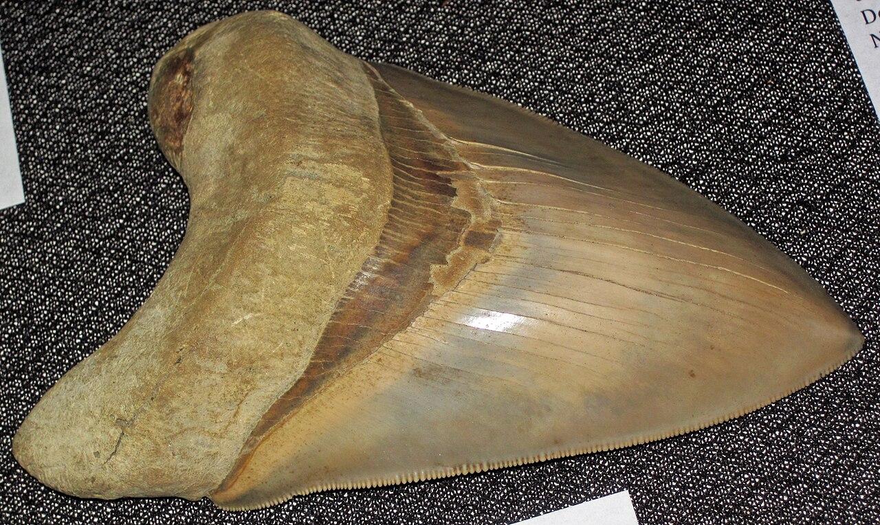 A megalodon tooth, its broad triangular blade still finely serrated along both edges