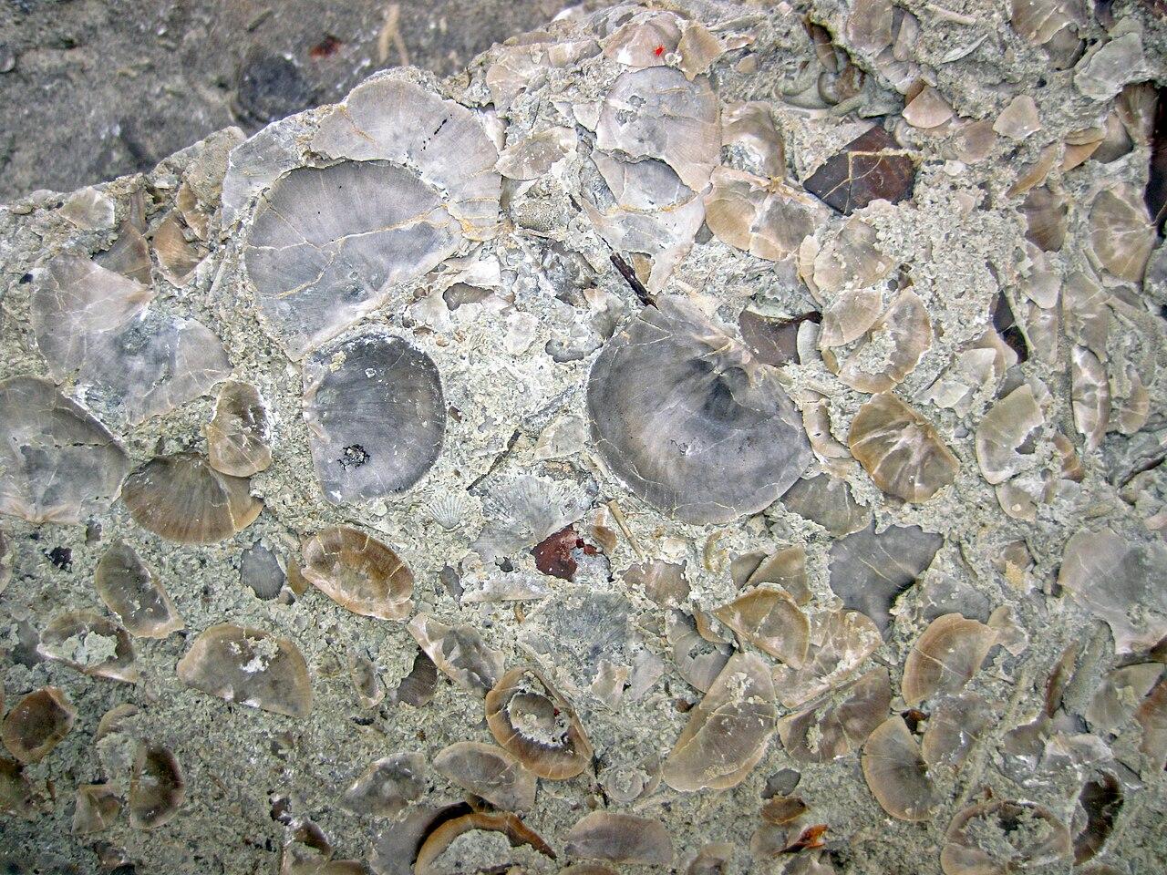 A limestone bedding surface crowded edge to edge with brachiopod shells
