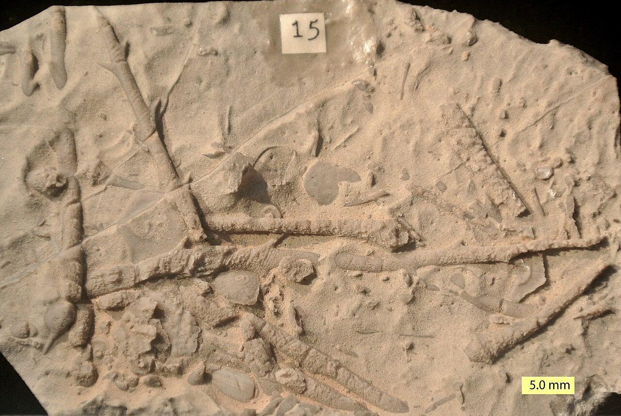Archaeocidaris plates and spines from the Bird Spring Formation (Carboniferous) exposed in Kyle Canyon, Spring Mountains, southern Nevada