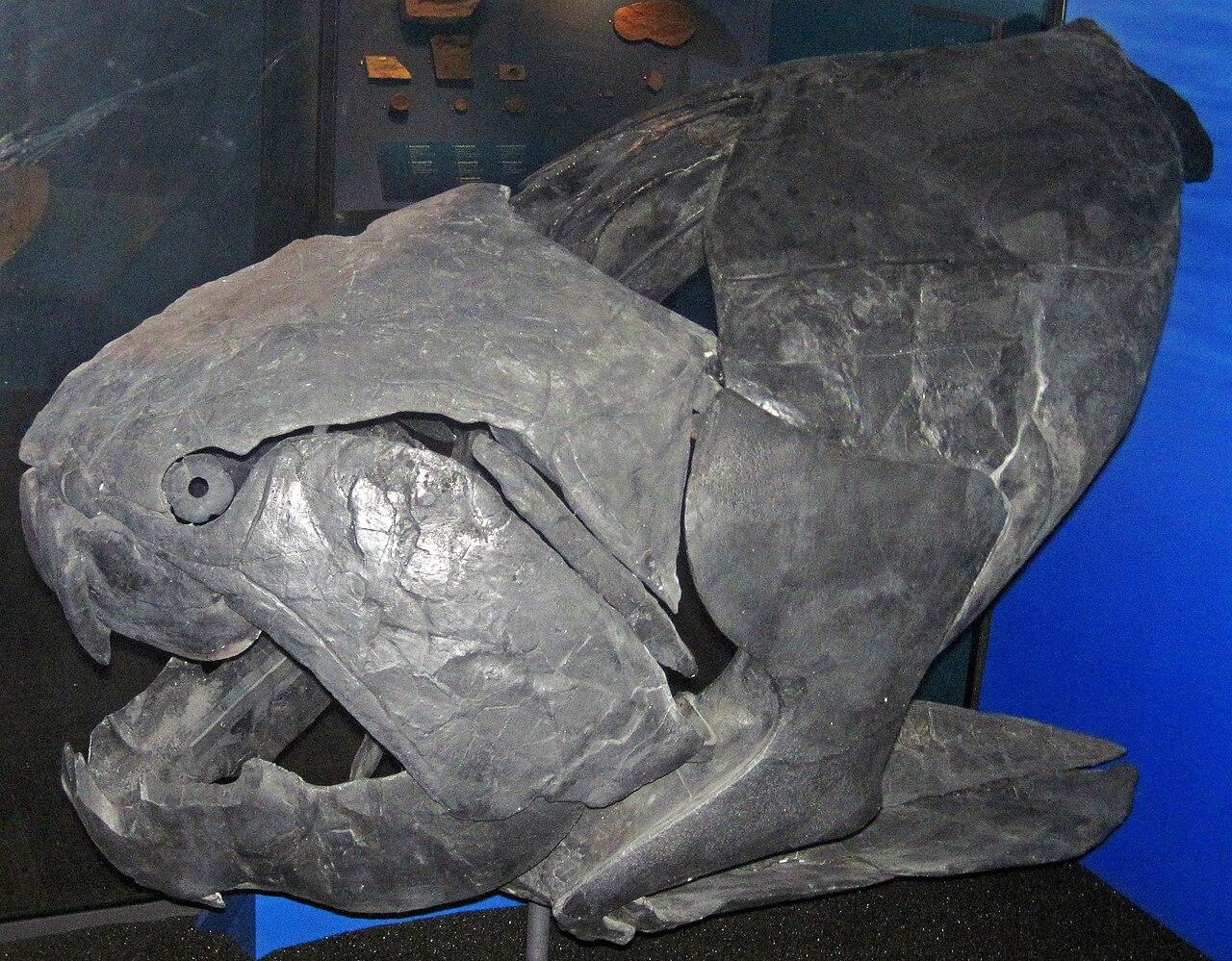 The armoured skull and shearing jaw plates of the placoderm fish Dunkleosteus terrelli