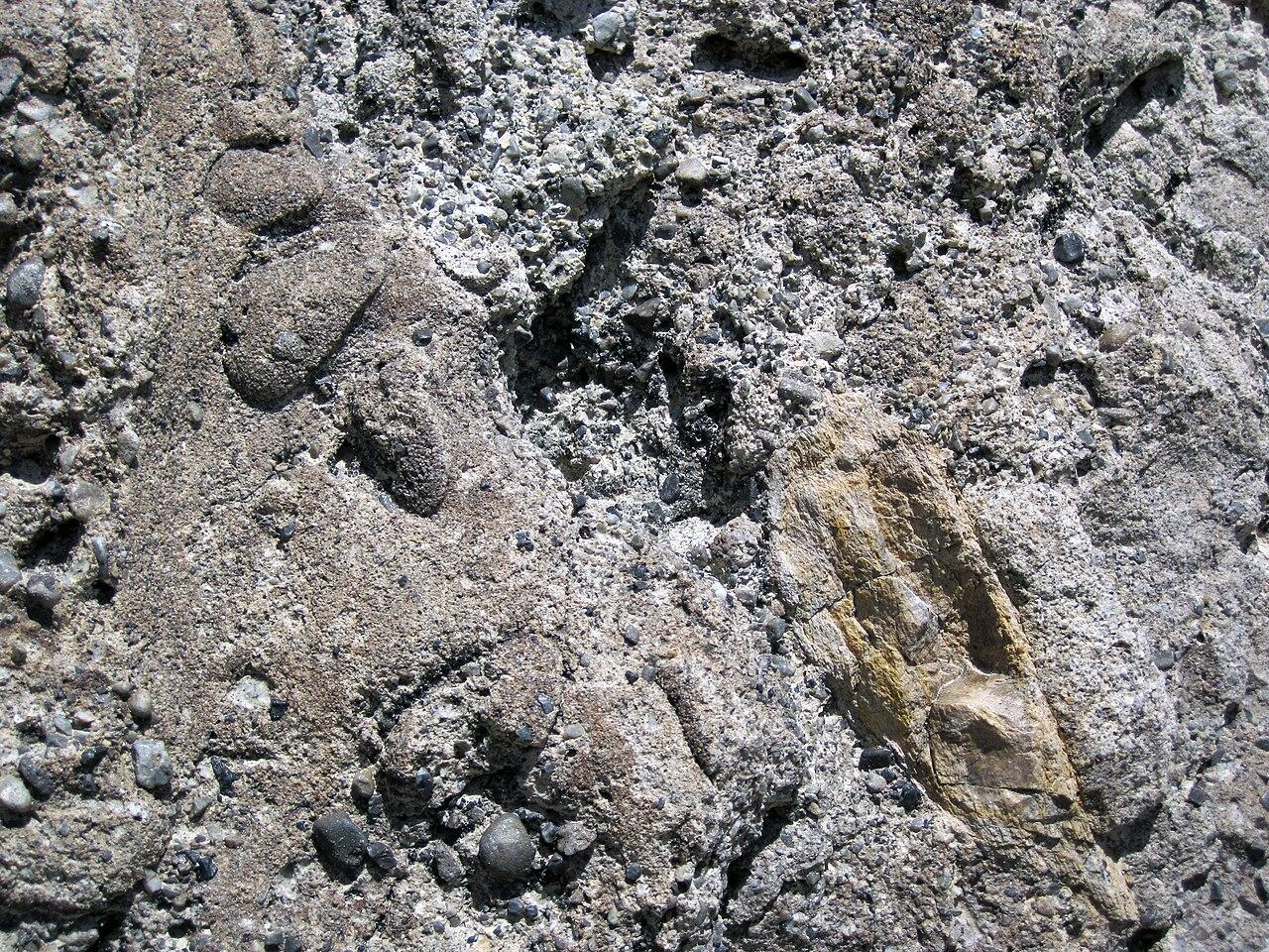 Fossil clams and a fragment of dinosaur bone weathering out of pale Morrison Formation rock