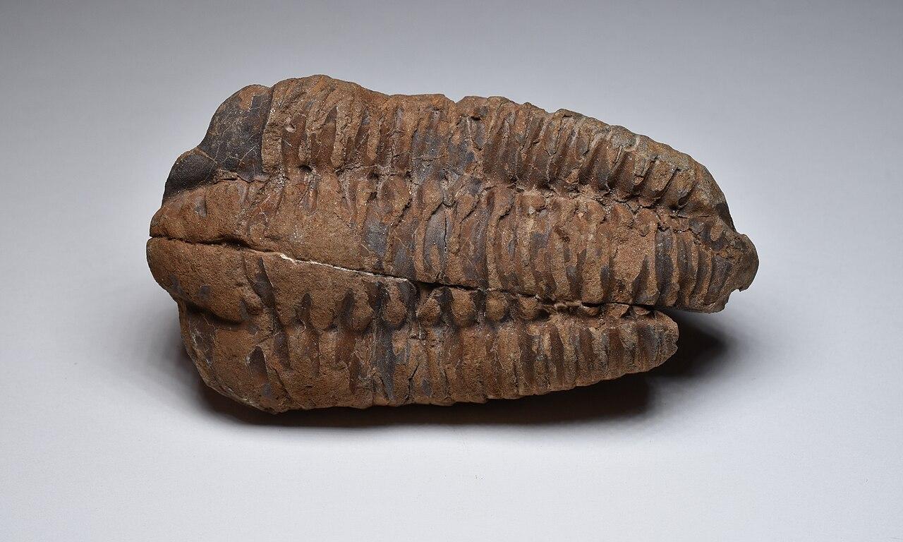 An enrolled Calymene trilobite, its segmented shell picked out in brown against pale rock, from the Ordovician of Morocco