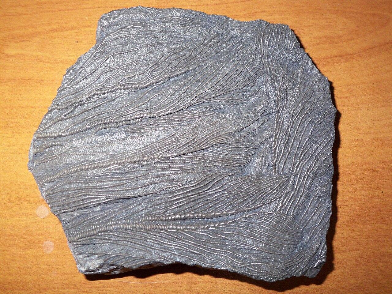 Fossil arms of crinoid Pentacrinites