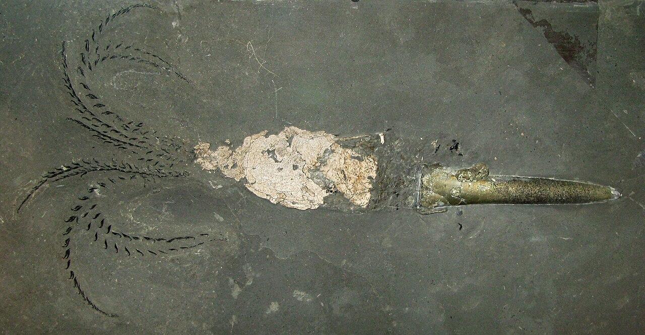 A belemnite preserved complete in pale rock, the bullet-shaped guard at one end and faint traces of the soft body behind it