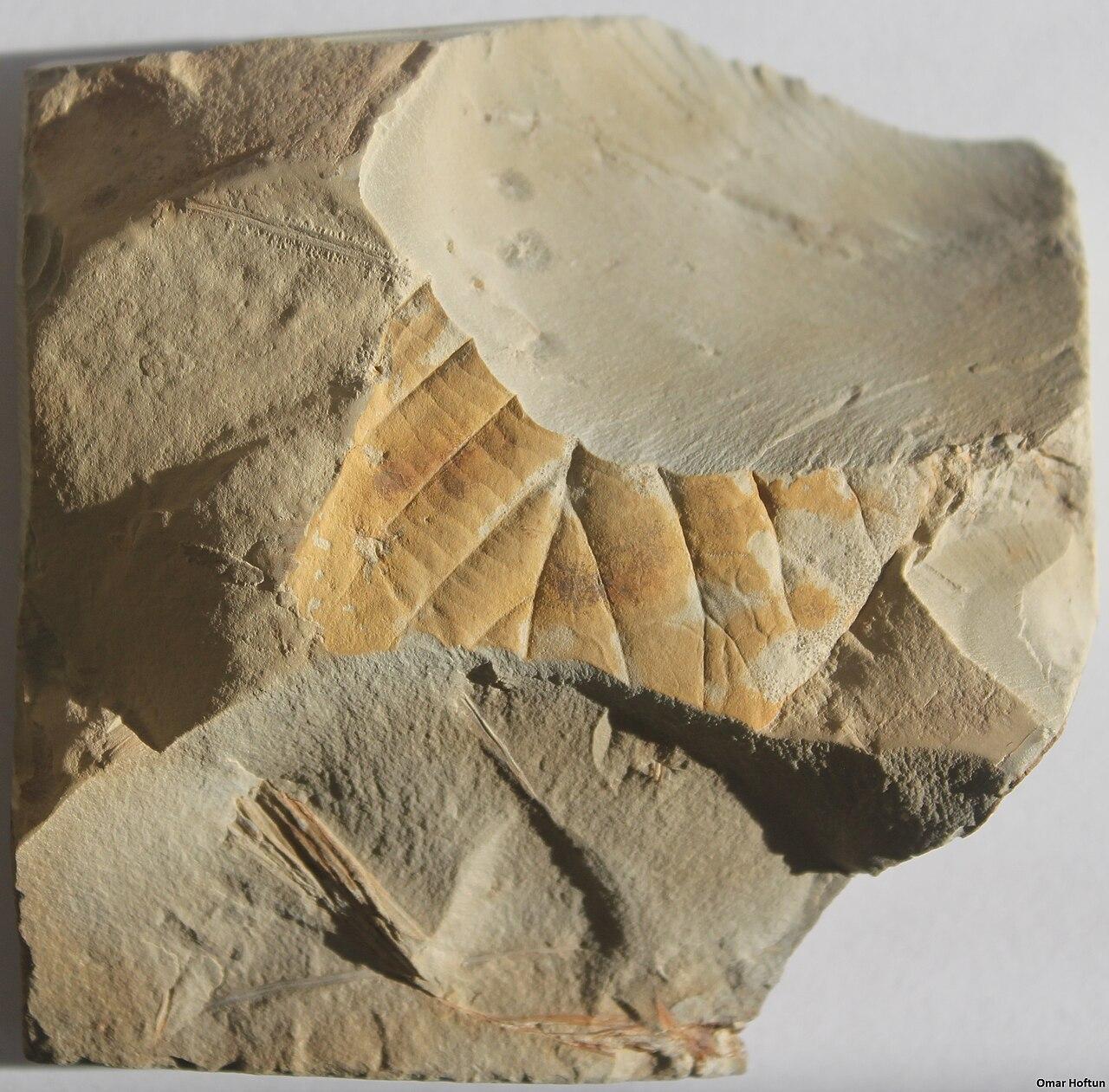 The impression of a fossil leaf preserved in fine-grained rock, its vein pattern still visible