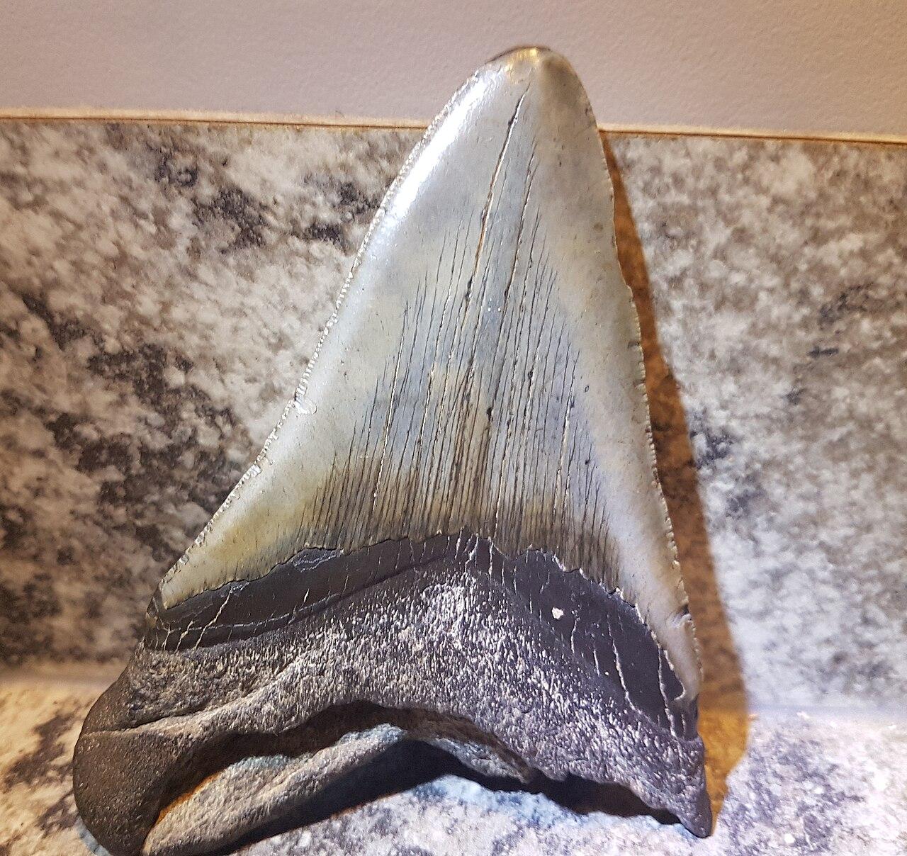 megalodon shark tooth fossil