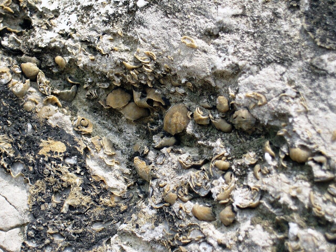 Silicified brachiopods in fossiliferous limestone in the Devonian of Indiana, USA