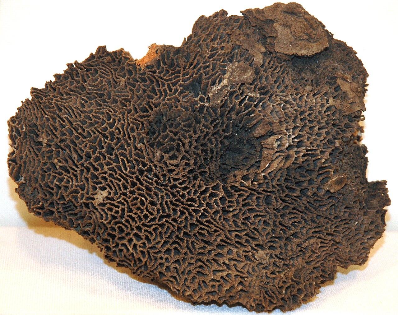 A chain coral, its slender tubes forming a honeycomb pattern across the cut face of a slab