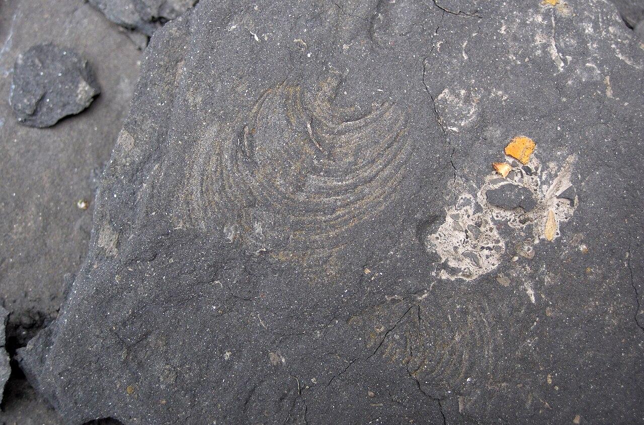 Posidonia fossil bivalve in the Pennsylvanian of Ohio, USA