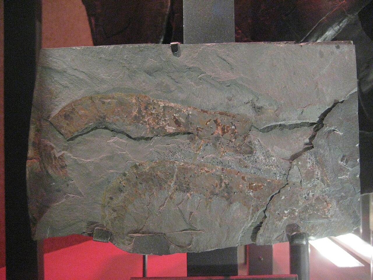 The flattened body of Anomalocaris preserved dark against pale grey Burgess Shale