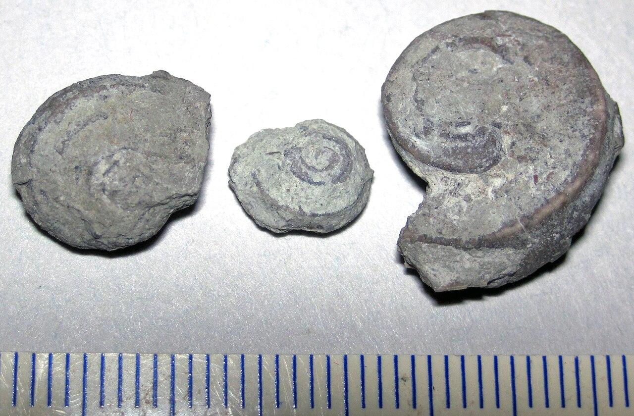 Straparollus planodorsatus (Meek & Worthen, 1860) - fossil gastropods from the Mississippian of Ohio, USA