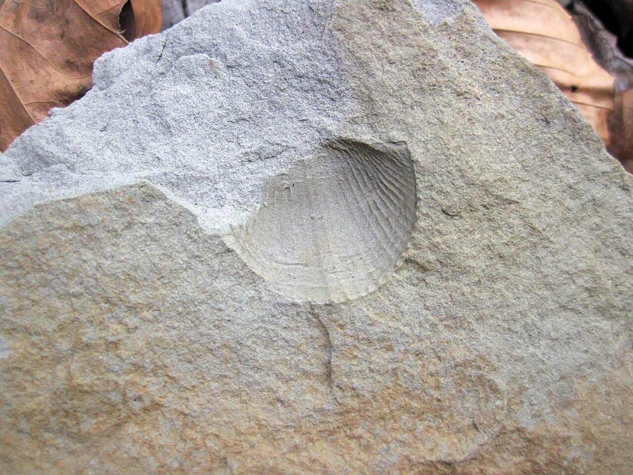 Fossil brachiopod in sandstone from the Mississippian of Ohio, USA