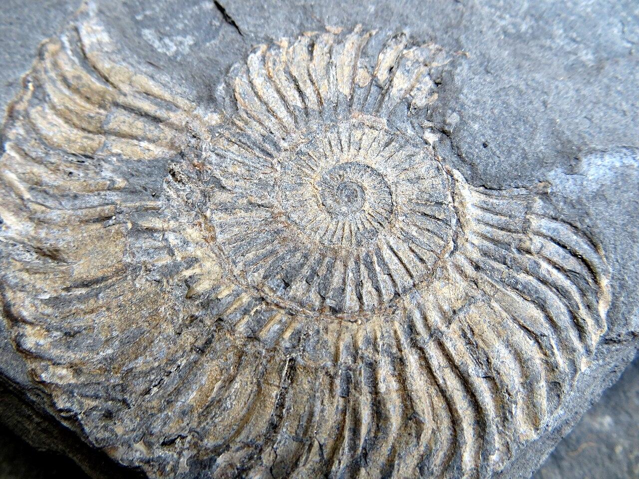 Ammonite fossil from Kilve beach in Somerset, England