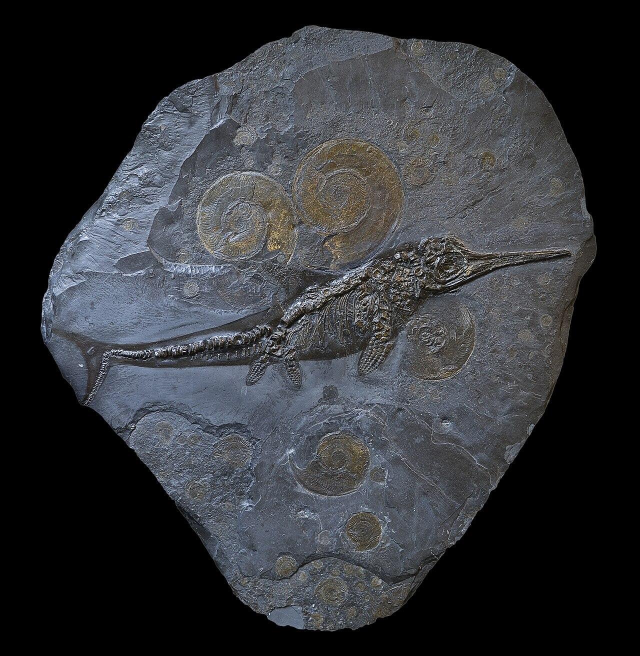 An ichthyosaur skeleton laid out across a grey slab, ringed by golden Harpoceras ammonites