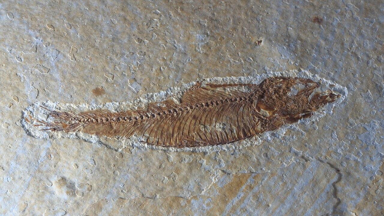 fossilised fish, ca 59 mm length (63 mm length of max cutted area) (3482px = 73.7mm in scanned picture)