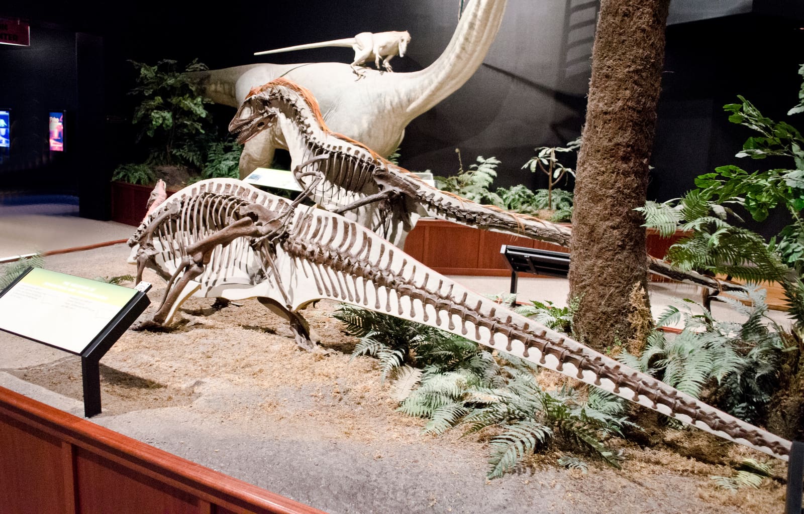 Mounted skeletons of Deinonychus attacking Tenontosaurus, two dinosaurs of the Early Cretaceous Antlers Formation, at the Museum of the Rockies.